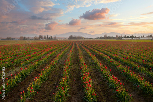 Skagit Valley Tulip Fields. More tulip, and daffodil bulbs are produced here than in any other county in the U.S. 