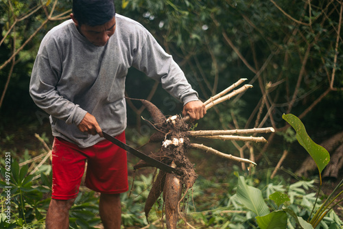 Peruvian man collecting yucca photo
