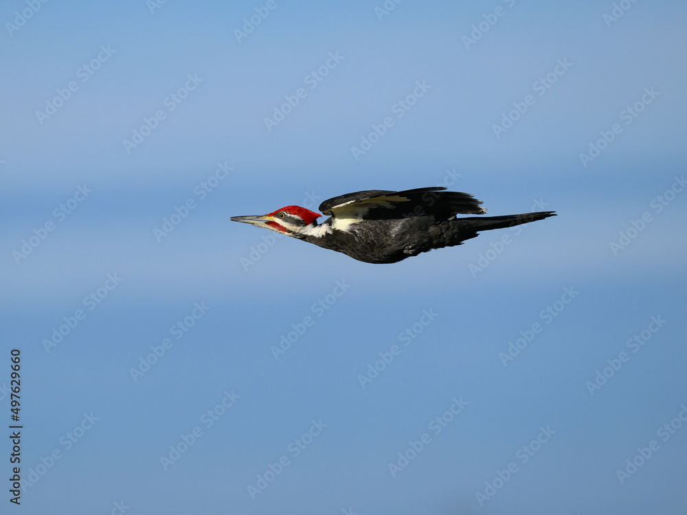 Fototapeta premium Male Pileated Woodpecker in Flight Against Blue Sky