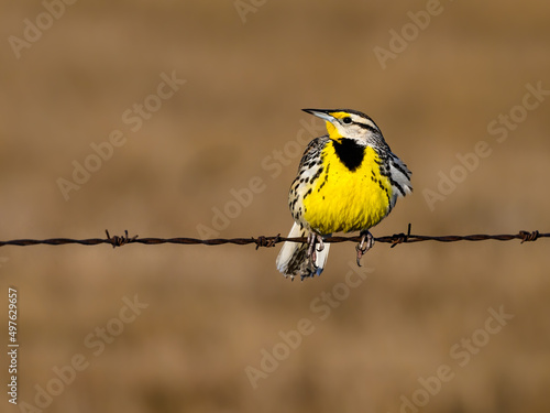 Eastern Meadowlark Sitting on Fence Wire in Early Spring photo