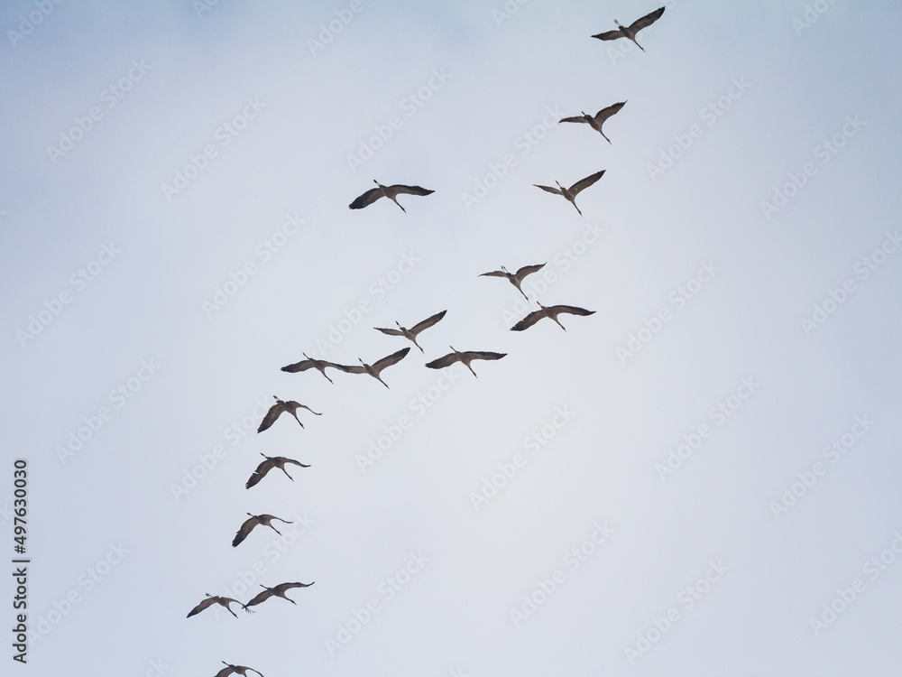 Flock of birds, common cranes flying in v shape in typical order with a leader in front. V shape is a traditional flight formation for the eurasian cranes migrating. .... Flock of birds, common cranes flying in v shape in typical order with a leader in front. V shape is a traditional flight formation for the eurasian cranes migrating. ....