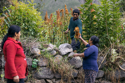 Latin farmers harvesting quinoa photo