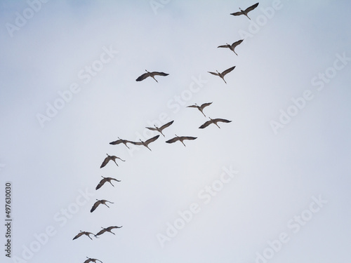 Flock of birds, common cranes flying in v shape in typical order with a leader in front. V shape is a traditional flight formation for the eurasian cranes migrating. ....