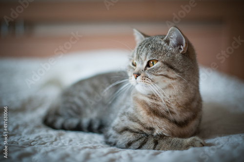 British Shorthair cat with yellow eyes lying on the bed © irimeiff