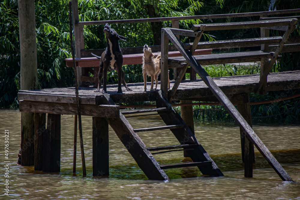 Two dogs howl on a dock in the Tigre Delta in Buenos Aires.