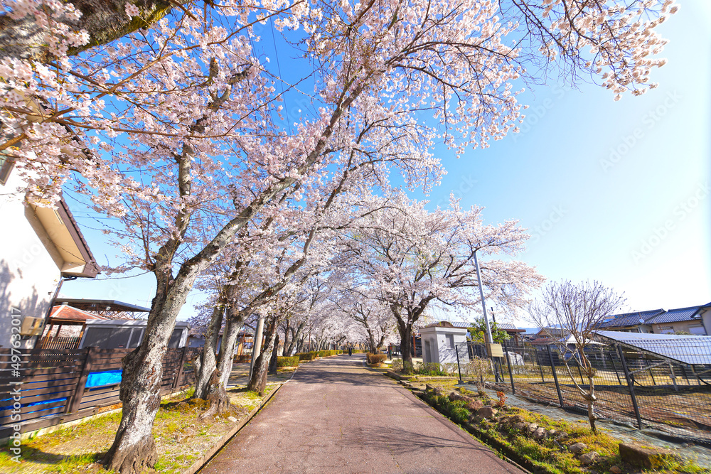 本町公園（ほんまちこうえん）の桜並木－中津川市