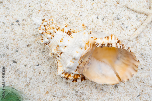 白い砂浜と大きな貝殻 © shin project