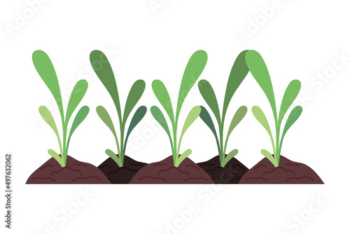 agricultural plants in ground