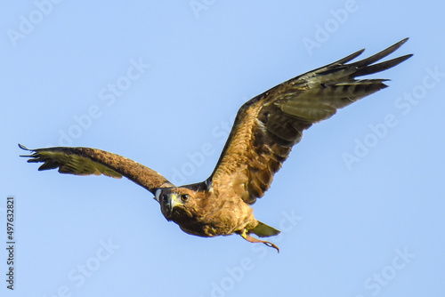 Red tailed hawk in flight © lochuynh