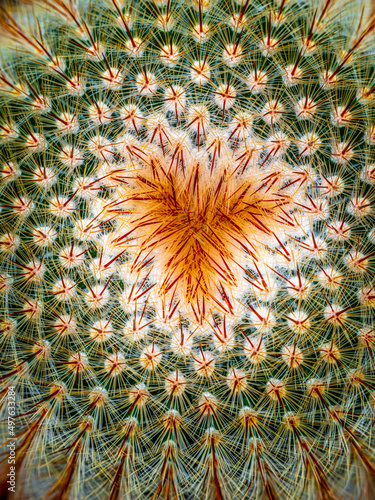 cactus with a heart of thorns