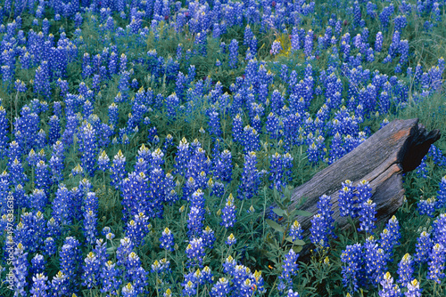 Texas bluebonnets (Lupinus texensis) blooming in the spring photo