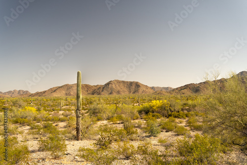 Cactus on the Mountains of Arizona