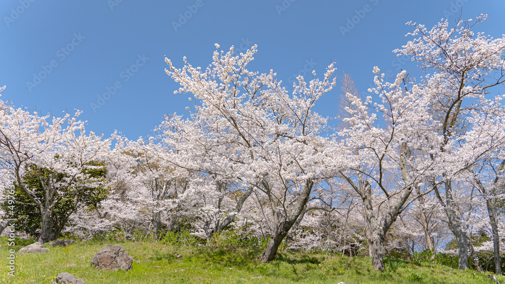 山頂に植えられたたくさんの桜