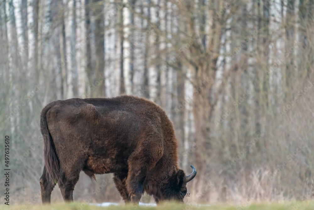 Bison Feeds In A Polish Meadow Bison Feeds In A Polish Meadow