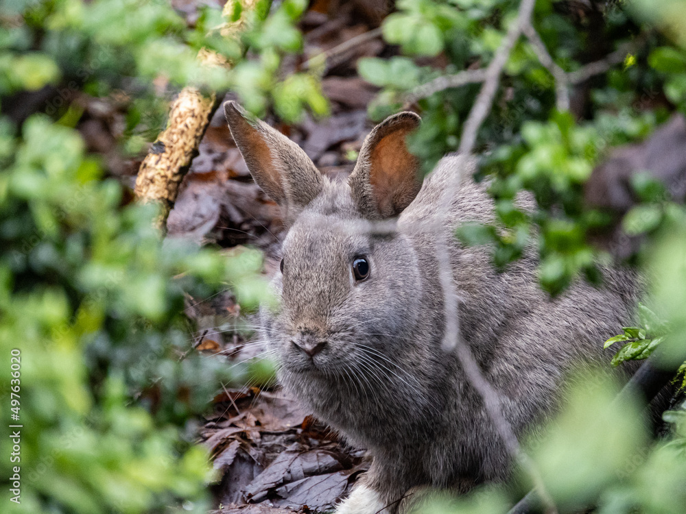 Fototapeta premium close up of one cute grey rabbit resting behind green bushes