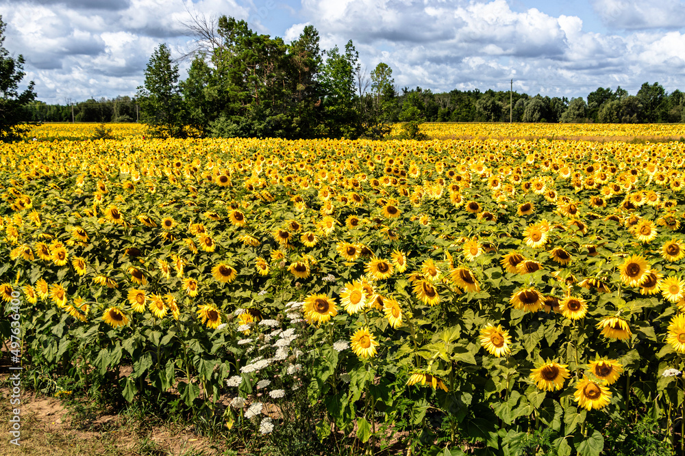 Yellow sunflowers in the field, blue sky with white and grey clouds above