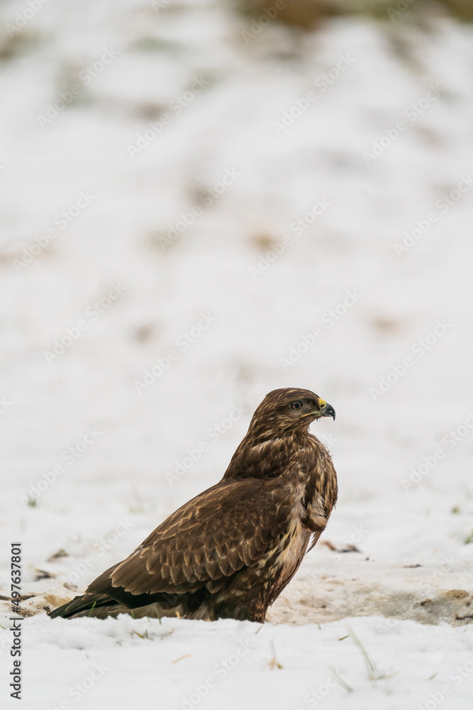 Buzzard Profile In The Snow Buzzard Profile In The Snow