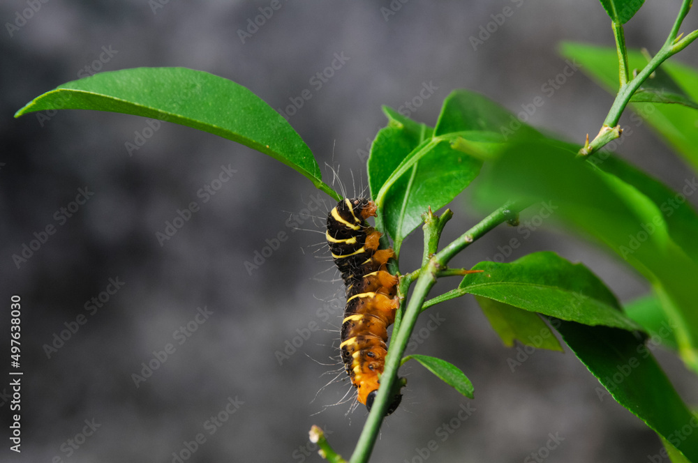 stripe caterpillar on a branch of a citrus tree