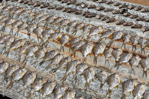 Fish drying in the sunlight  photo