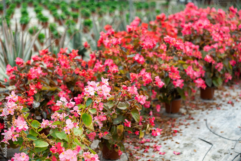 Closeup view of different bloomy flowers begonia growing in modern greenhouse farm