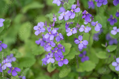 オオアラセイトウ・ムラサキハナナ（花・植物・ガーデニング・園芸）