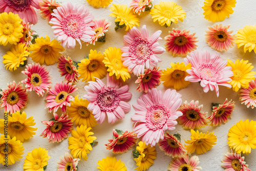 Colorful daisy flower background  photo