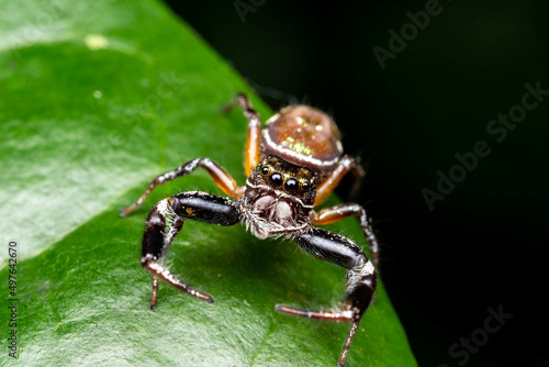 Jumping macro spider 