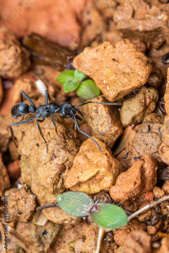 macro neoponera Costa Rica ant  photo