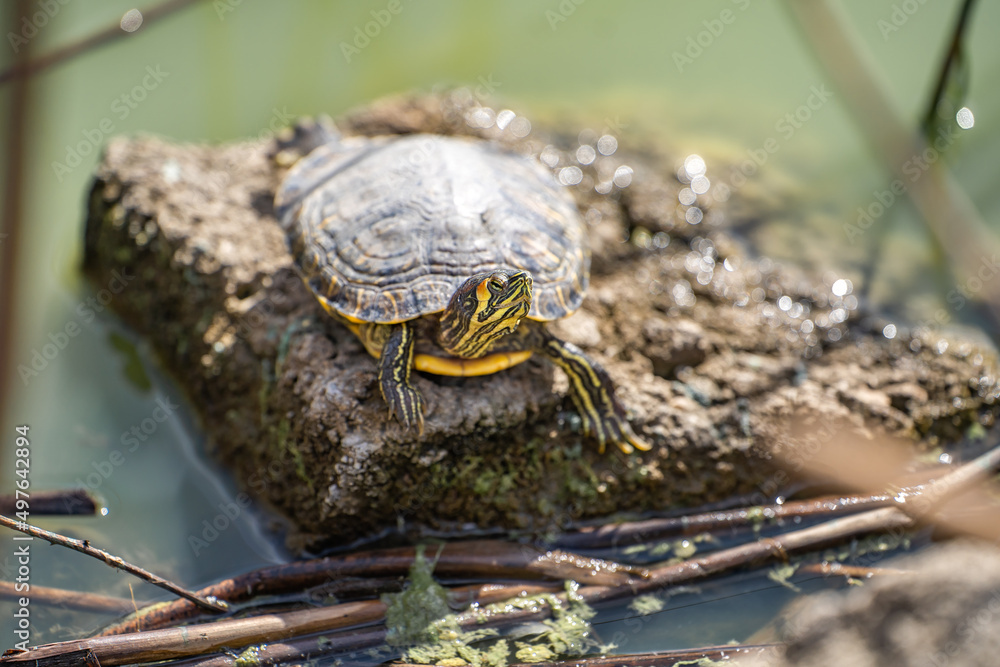Red-eared turtle (Trachemys scripta elegans) resting on a stone in the lake. Red-eared turtle (Trachemys scripta elegans) resting on a stone in the lake.