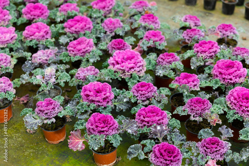 Houseplants with flowers ornamental cabbage growing in pots in greenhouse, nobody