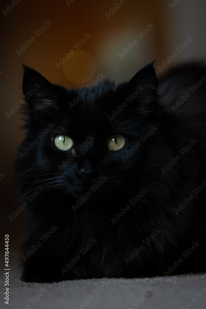 Portrait Of A Black Cat Portrait Of A Black Cat