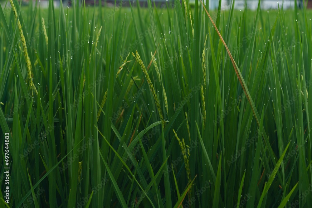 Fototapeta premium Rice field
