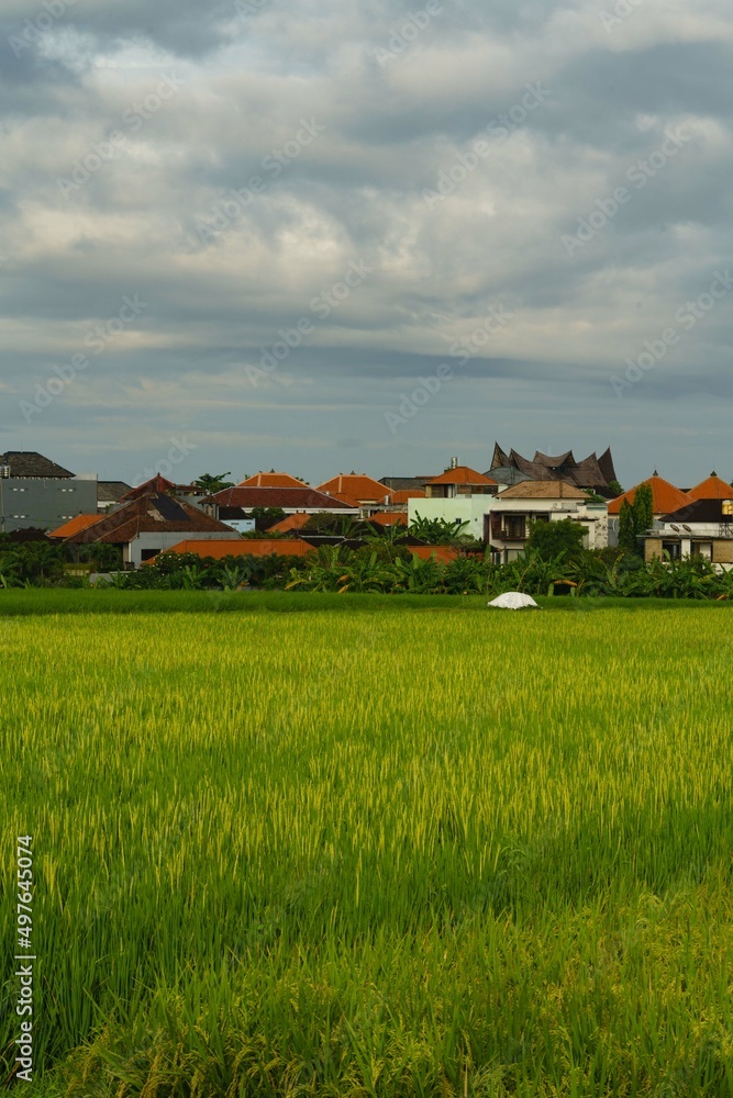 Rice field Rice field