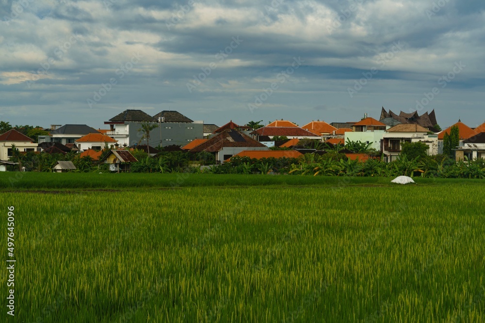 Rice field Rice field