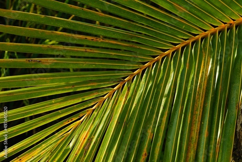 palm tree leaves