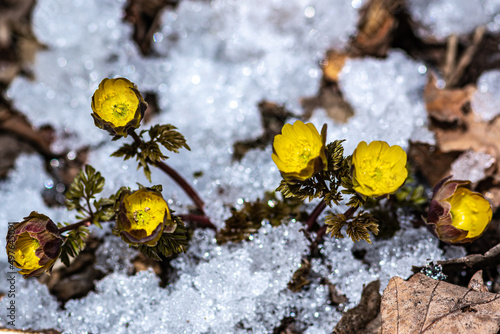 Early spring blooming ice flowers © xiaowei