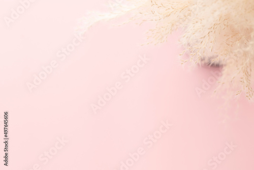 Pampas grass in vase on pink pastel background, Minimalism, Spring flower blosssom concept, Flat lay, top view, copy space photo