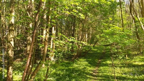 Wallpaper Mural Rising through English woodland in Spring with sun and shade Torontodigital.ca