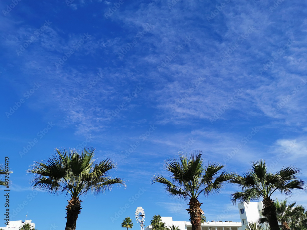 Obraz premium Bottom view of a palm tree against a blue sky with beautiful clouds.