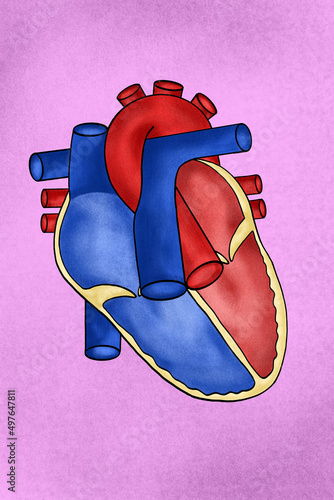 Human heart illustration, crossed section photo