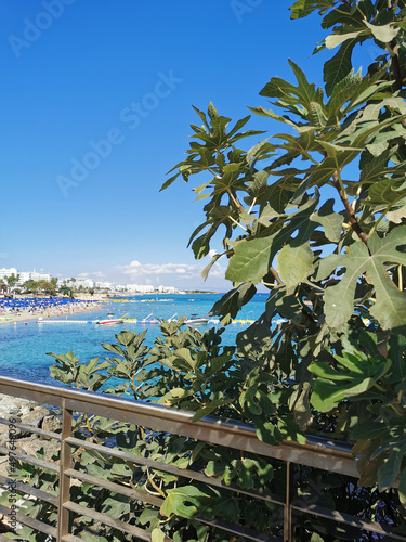 Branches of a fig tree against the backdrop of Fig Tree Bay beach and blue sky.