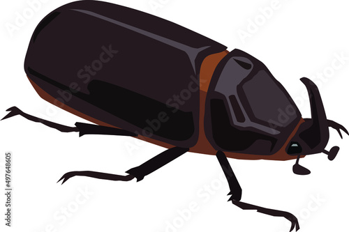 タイワンカブトムシ