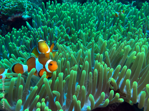fish on reef © likbatonboot