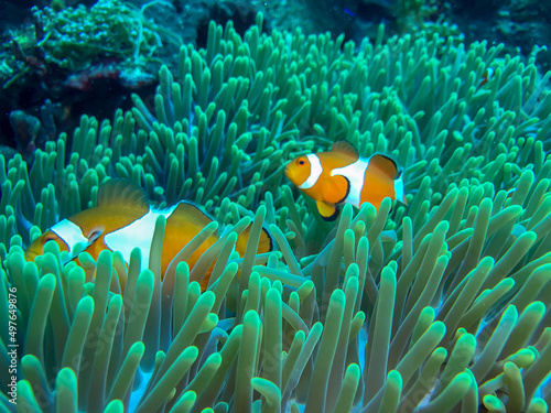fish in the coral © likbatonboot
