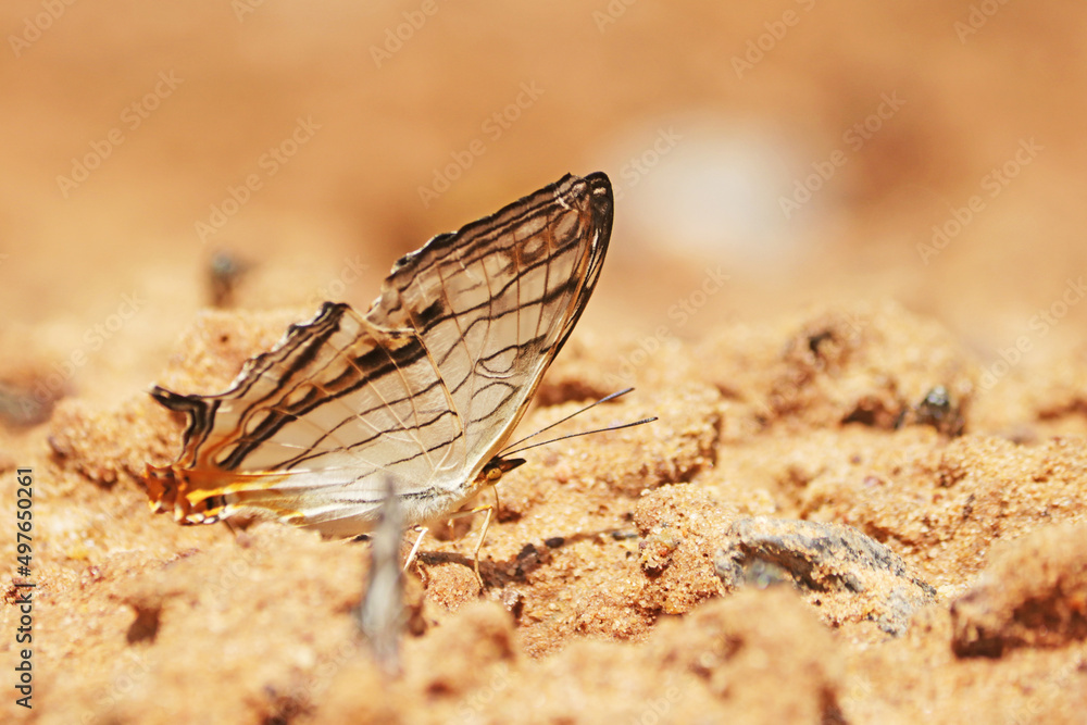 A butterfly on ground in nature A butterfly on ground in nature