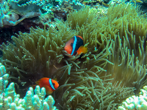 tropical coral reef