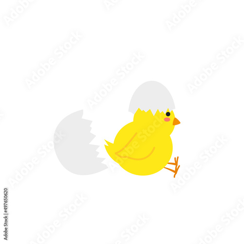 small baby bird emergence from egg, cracked shell in laying hens nest,Chicken hatching stages. Newborn little cute chick,Easter chicks concept.