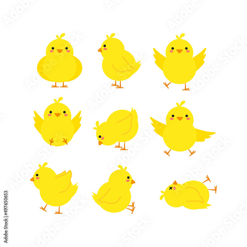 small baby bird emergence from egg, cracked shell in laying hens nest,Chicken hatching stages. Newborn little cute chick,Easter chicks concept.