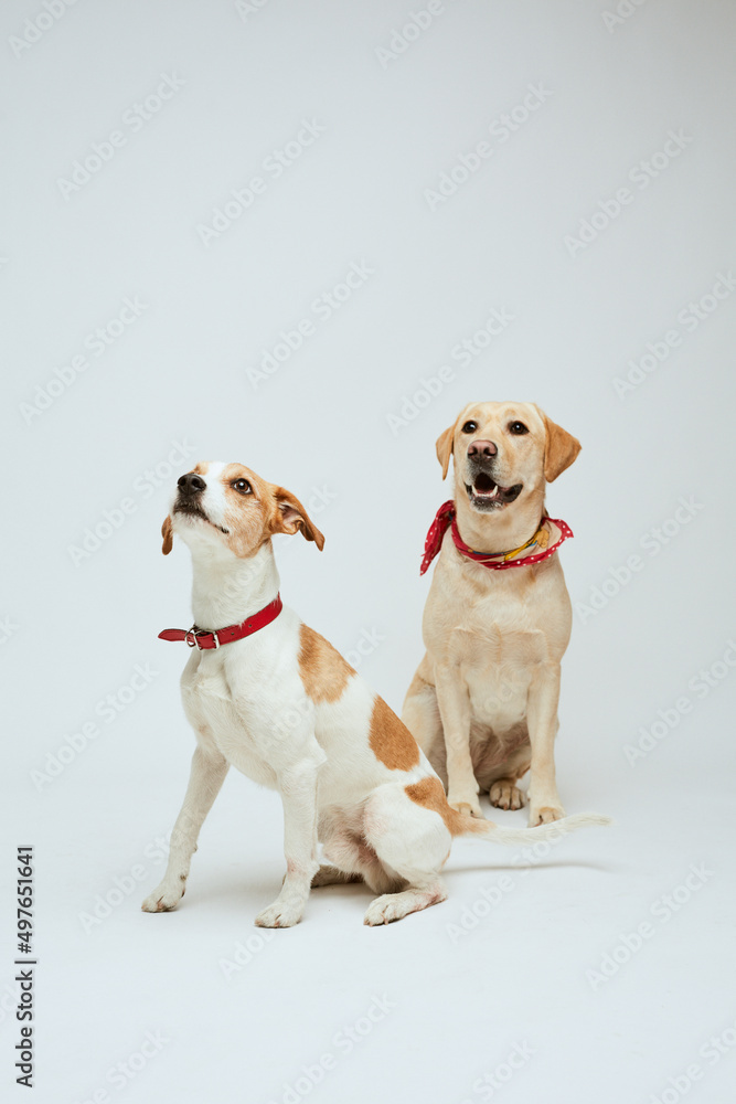 Two dogs in studio Two dogs in studio