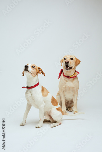 Wallpaper Mural Two dogs in studio Torontodigital.ca